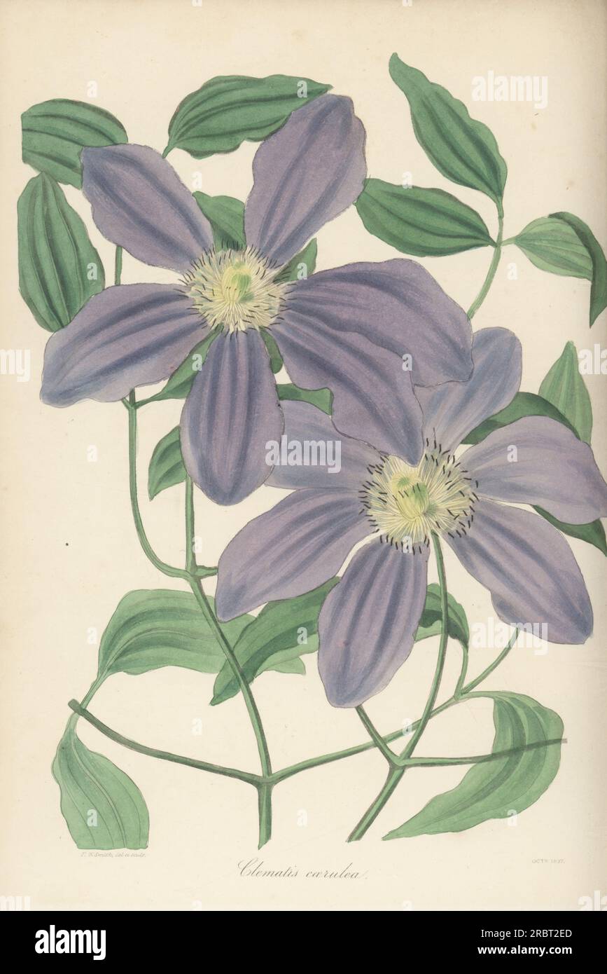 Kazeguruma, Clematis patens. Native of Japan, introduced by German botanist Philipp Franz Balthasar von Siebold. Violet clematis, Clematis caerulea. Handcoloured botanical illustration drawn and engraved by Frederick William Smith from Joseph Paxton’s Magazine of Botany, and Register of Flowering Plants, Volume 4, Orr and Smith, London, 1837. Stock Photo