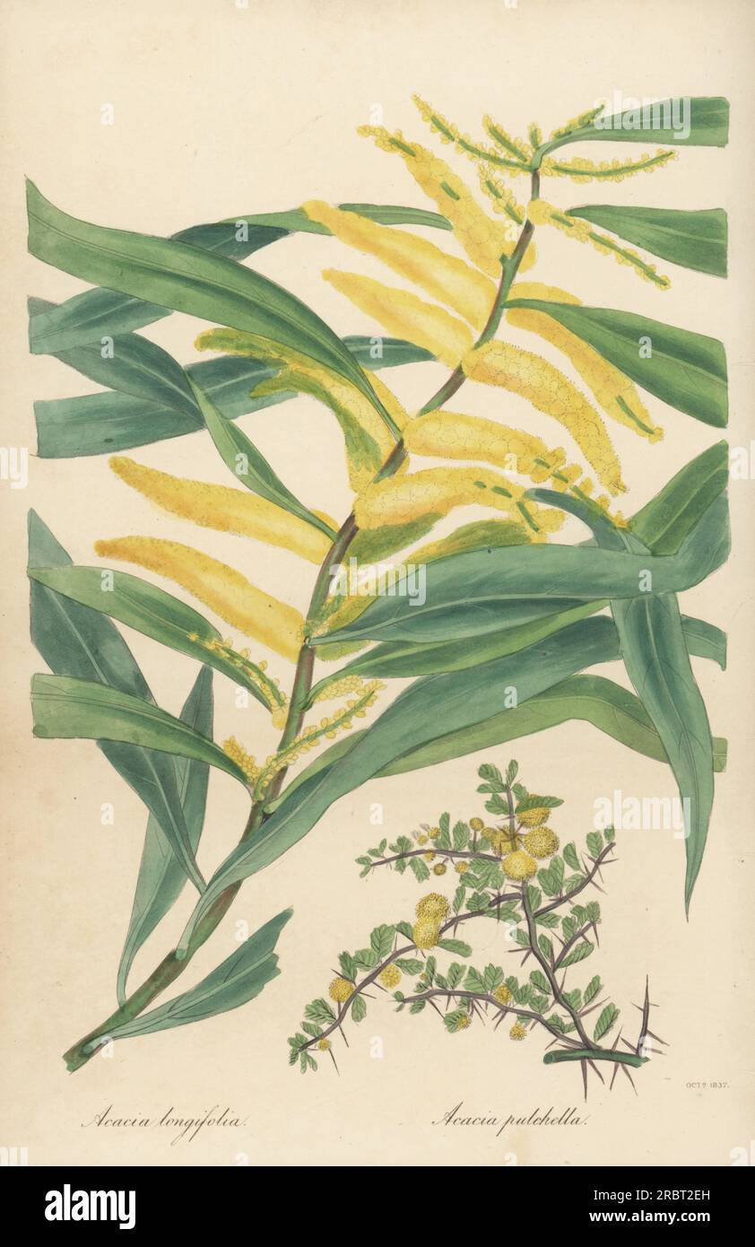 Golden wattle or long-leaved acacia, Acacia longifolia, native to southeastern Australia, and prickly moses or pretty zigzag-spined acacia, Acacia pulchella, native to western Australia. Handcoloured engraving from Joseph Paxton’s Magazine of Botany, and Register of Flowering Plants, Volume 4, Orr and Smith, London, 1837. Stock Photo