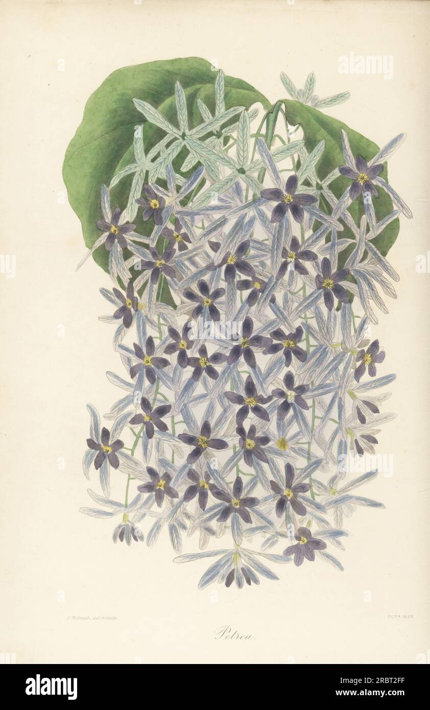 Purple wreath, Petrea volubilis. Native to tropical America, imported by nurseryman George Loddiges. Stapelia-flowered petrea, Petrea stapelsiae. Handcoloured botanical illustration drawn and engraved Frederick William Smith from Joseph Paxton’s Magazine of Botany, and Register of Flowering Plants, Volume 4, Orr and Smith, London, 1837. Stock Photo