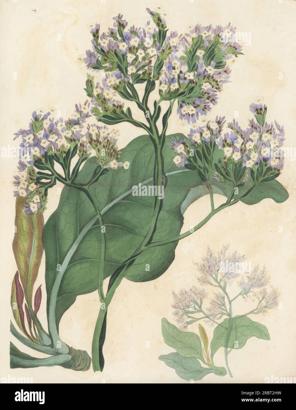 Sea lavender, Limonium arboreum. Native of the Canary Islands, found on Tenerife by English botanist Philip Barker-Webb. Drawn at Exeter Nursery. Arboreus statice, Statice arborea. Handcoloured engraving after a botanical illustration by Miss Morrish from Joseph Paxton’s Magazine of Botany, and Register of Flowering Plants, Volume 4, Orr and Smith, London, 1837. Stock Photo