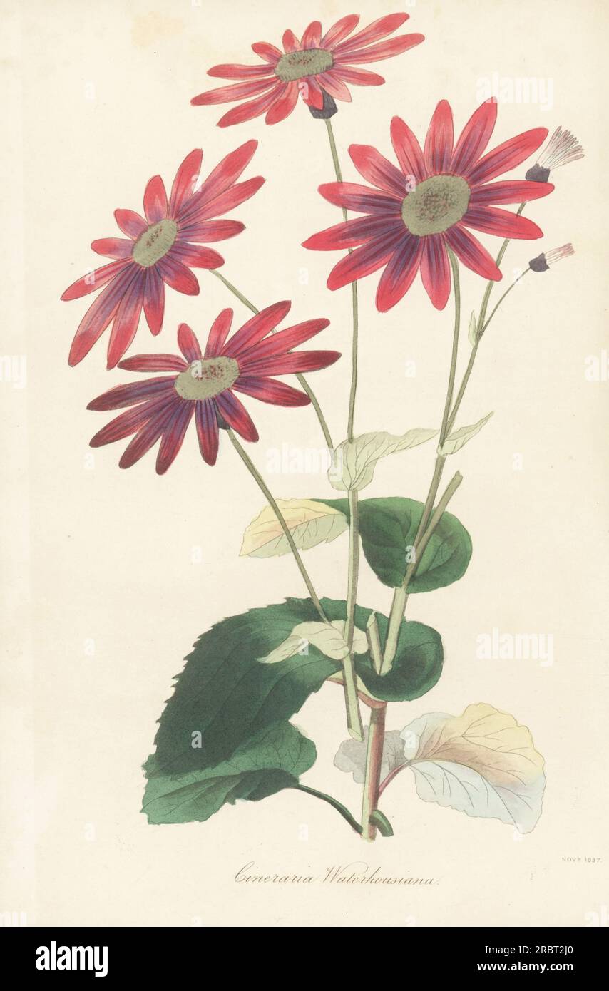 Pericallis tussilaginis. Listed as a hybrid of Cineraria tussilagofolia and Cineraria cruenta raised by James Tate, gardener to John Waterhouse of Well Head, Halifax. Waterhouse's hybrid cineraria, Cineraria waterhousiana. Handcoloured engraving from Joseph Paxton’s Magazine of Botany, and Register of Flowering Plants, Volume 4, Orr and Smith, London, 1837. Stock Photo