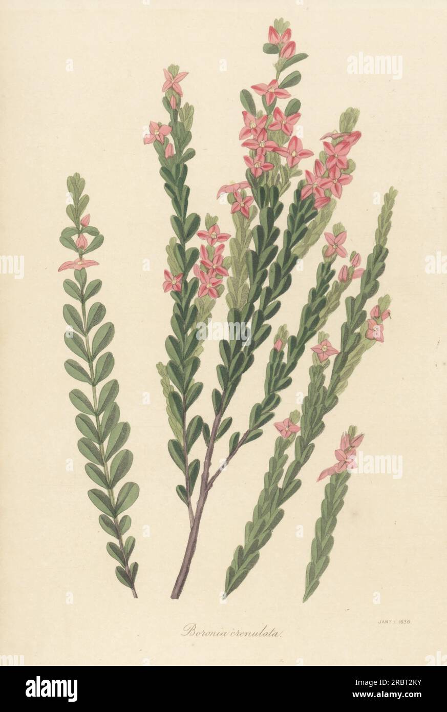 Aniseed boronia or crenulate-leaved boronia, Boronia crenulata. Native to Western Australia, found by Scottish botanist Archibald Menzies at King George's Sound, and described by English botanist James Edward Smith in 1807. Handcoloured engraving from Joseph Paxton’s Magazine of Botany, and Register of Flowering Plants, Volume 4, Orr and Smith, London, 1837. Stock Photo