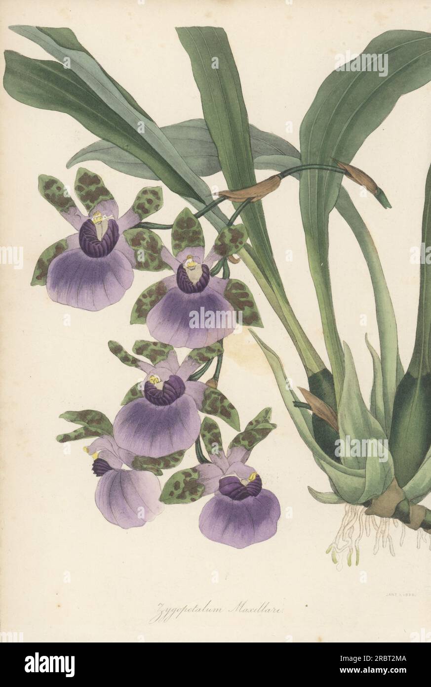 Tooth-like flowered zygopetalum orchid, Zygopetalum maxillare. Native to Brazil, Paraguay and Argentina, sent by F. Warre from Rio de Janeiro to nurseryman George Loddiges in Hackney. Handcoloured engraving from Joseph Paxton’s Magazine of Botany, and Register of Flowering Plants, Volume 4, Orr and Smith, London, 1837. Stock Photo