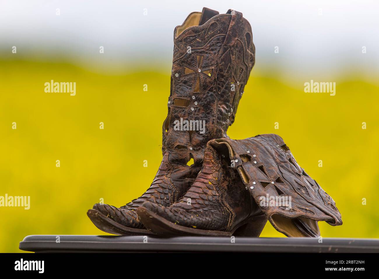 A pair of cowboy boots in a field of flowers Stock Photo Alamy