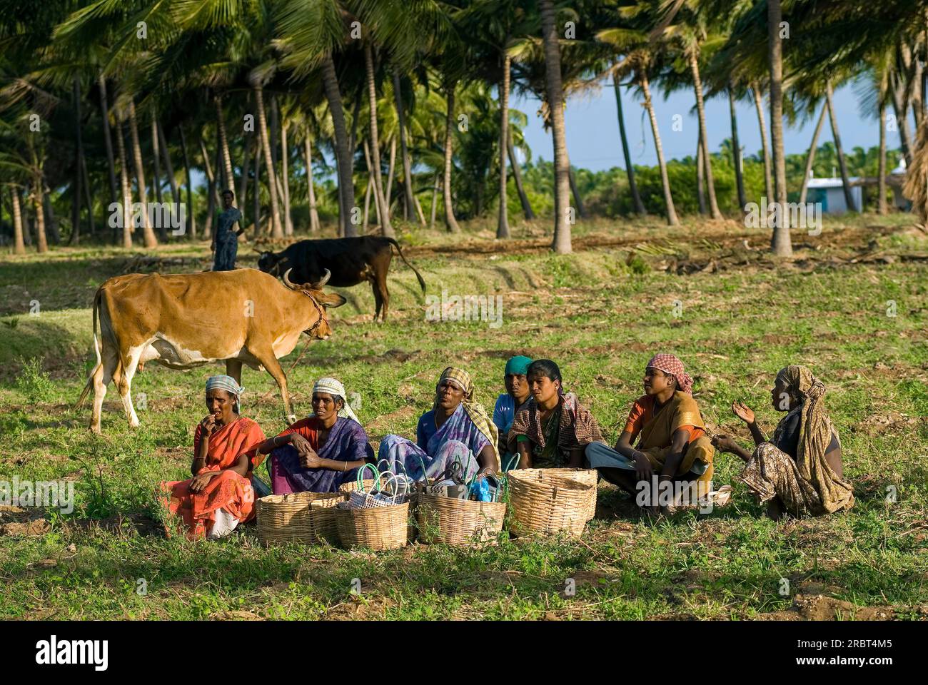 Women farmers at rest in in Palladam, Tamil Nadu, South India, India, Asia Stock Photo