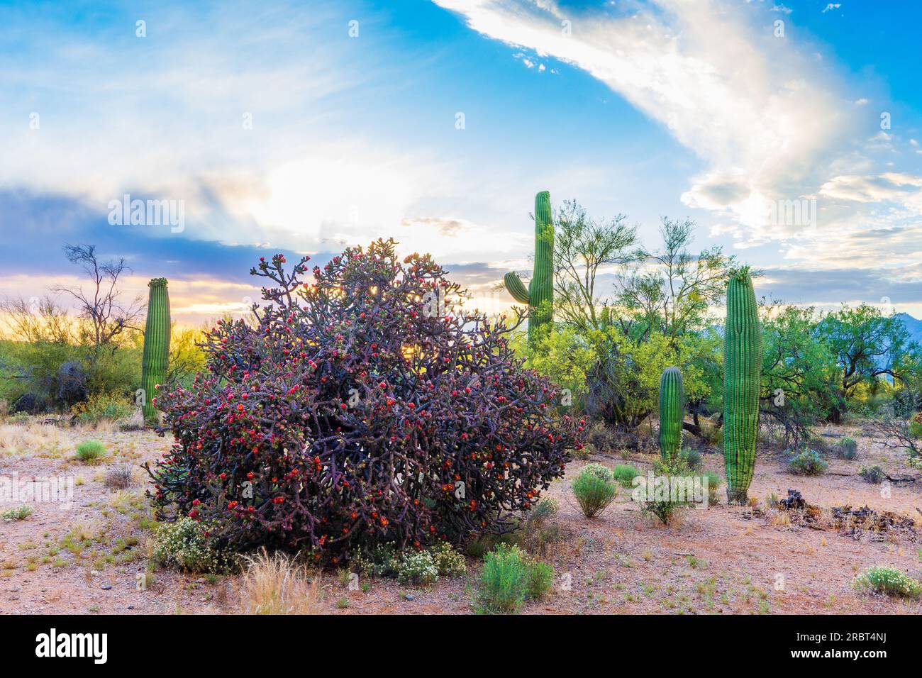 Spring in the Desert of Arizona(9 Stock Photo Alamy