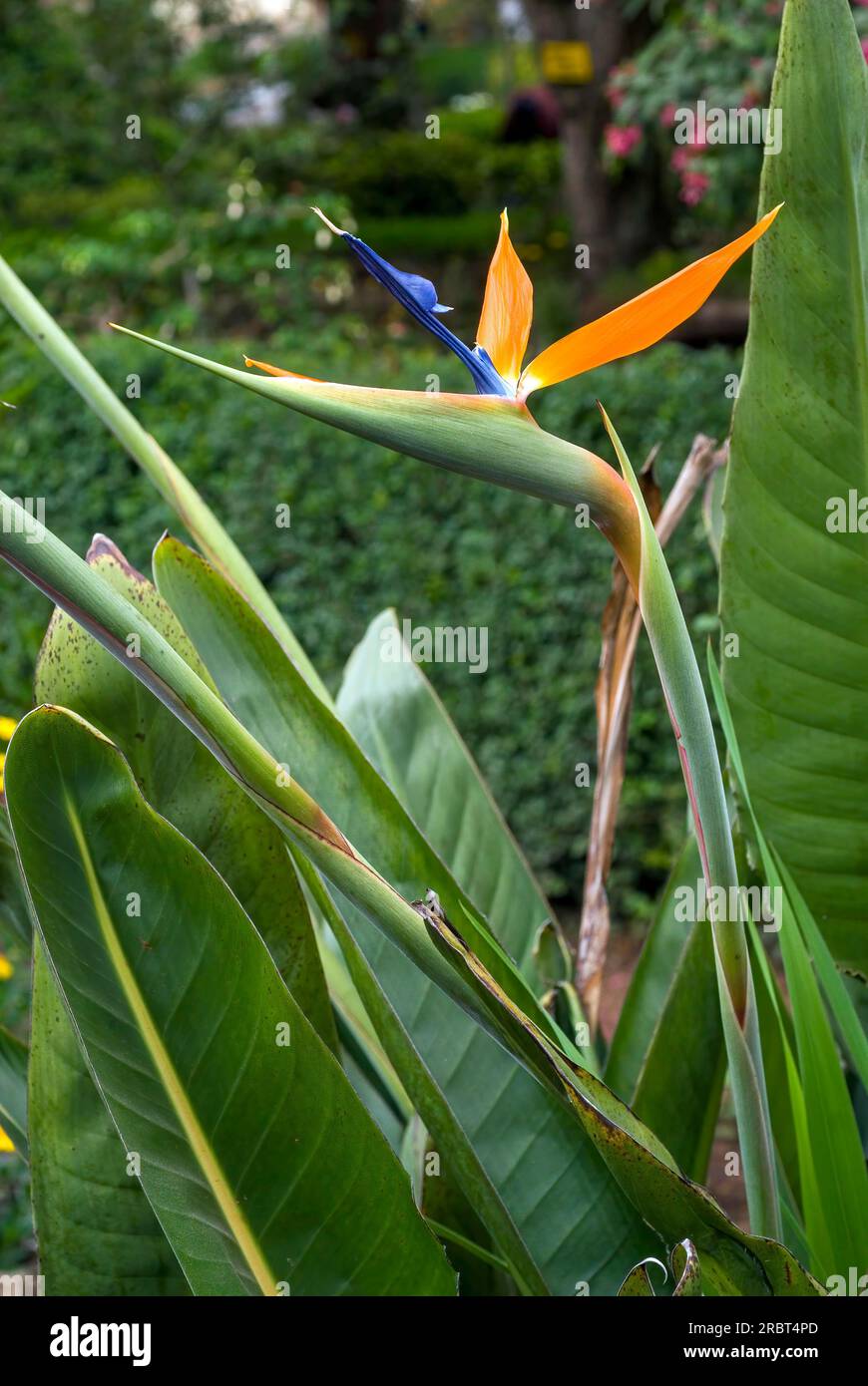 Bird of paradise (Strelitzia reginae) flower in in Bryant Park at