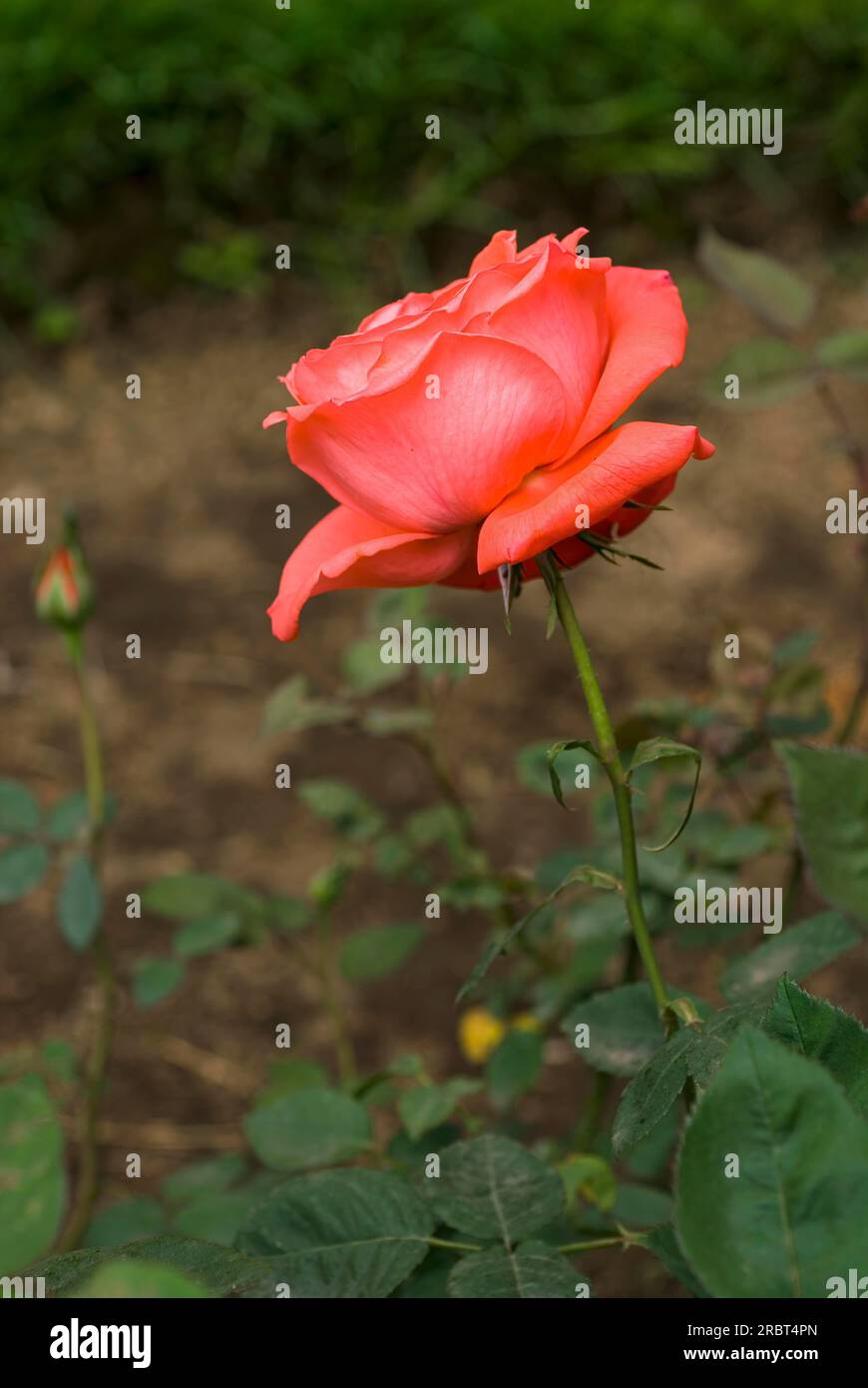 Rose flower in Bryant Park at Kodaikanal Tamil Nadu, South India, India