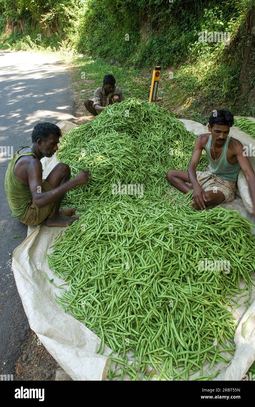A pile of raw vegetable green beans grading at Kodaikanal, Tamil Nadu