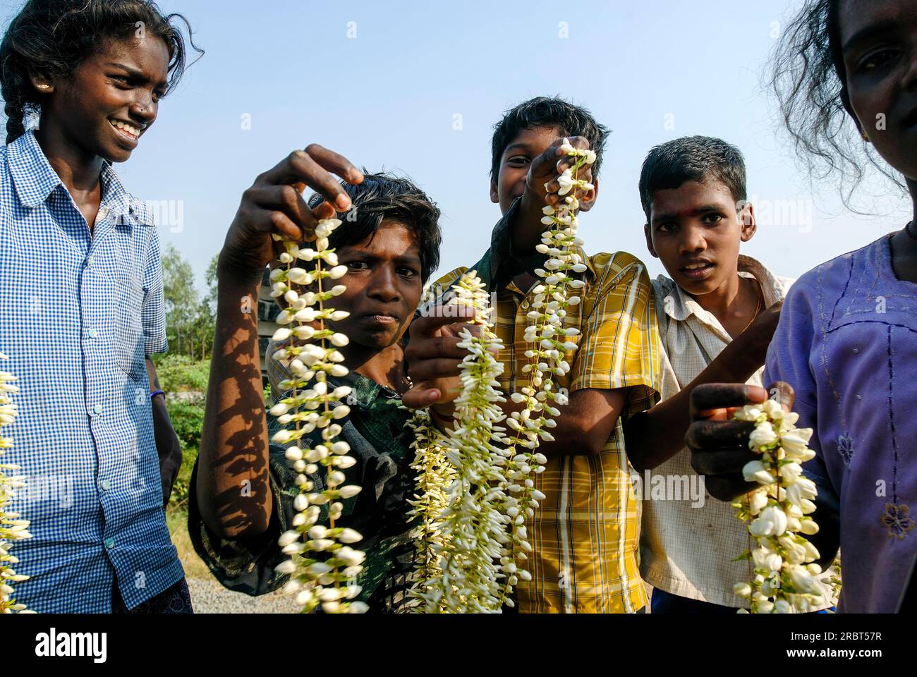 Mangrove flower india hi-res stock photography and images - Alamy