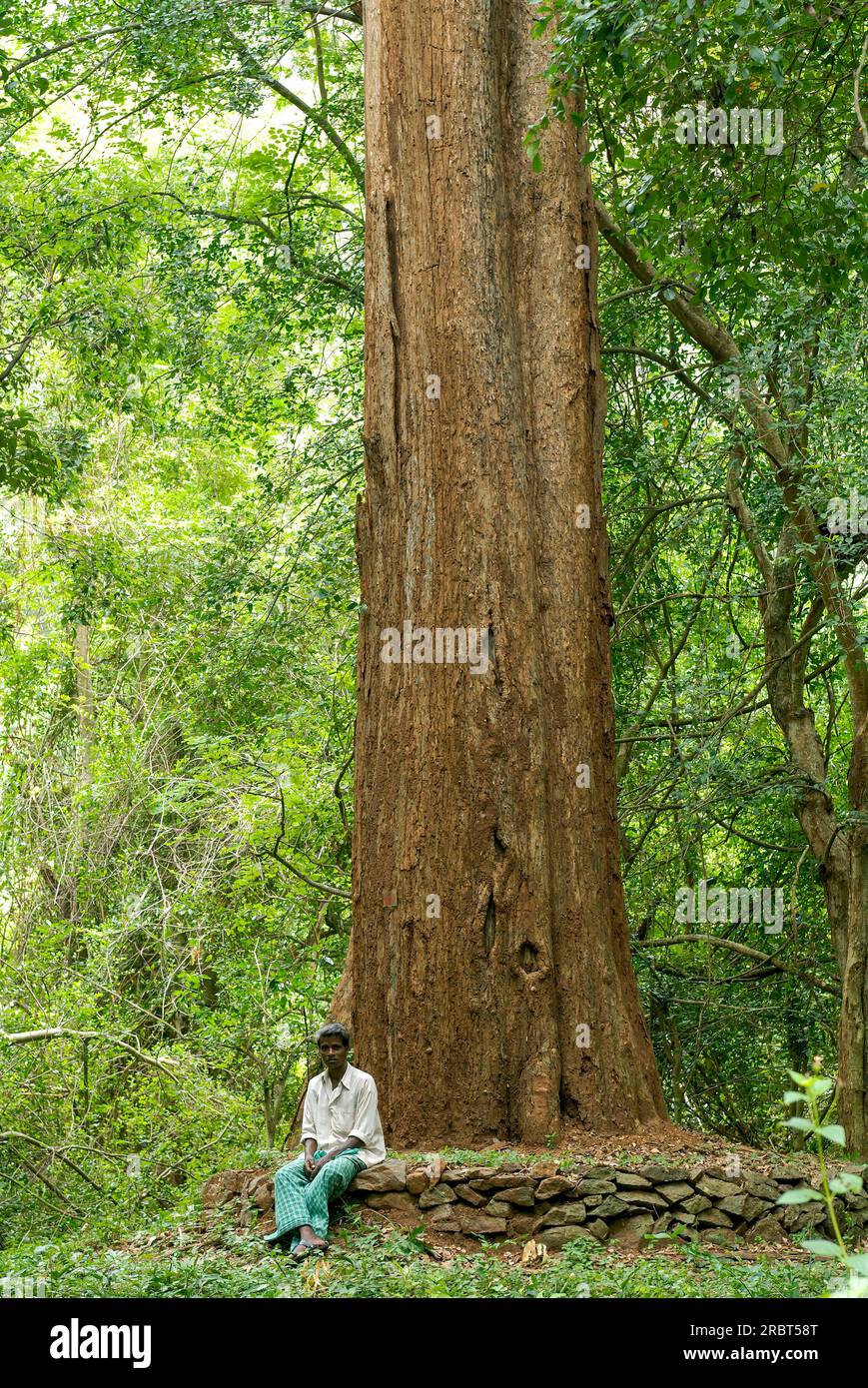 7 metre girth largest Rose wood (Dalbergia latifolia) (Dalbergia emarginata) tree in Yanai Pallam near Pillur Pilloor Dam of Western Ghats in Stock Photo
