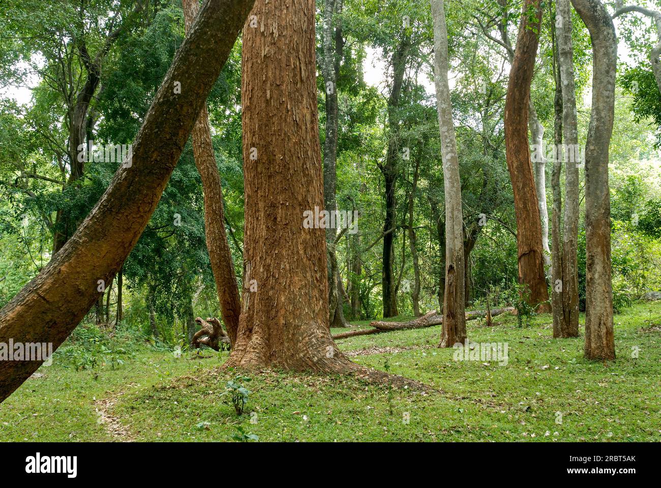 Rose wood (Dalbergia latifolia) (Dalbergia emarginata) trees in Yanai Pallam near Pillur Pilloor Dam of Western Ghats in Nilgiris Biosphere, Tamil Stock Photo