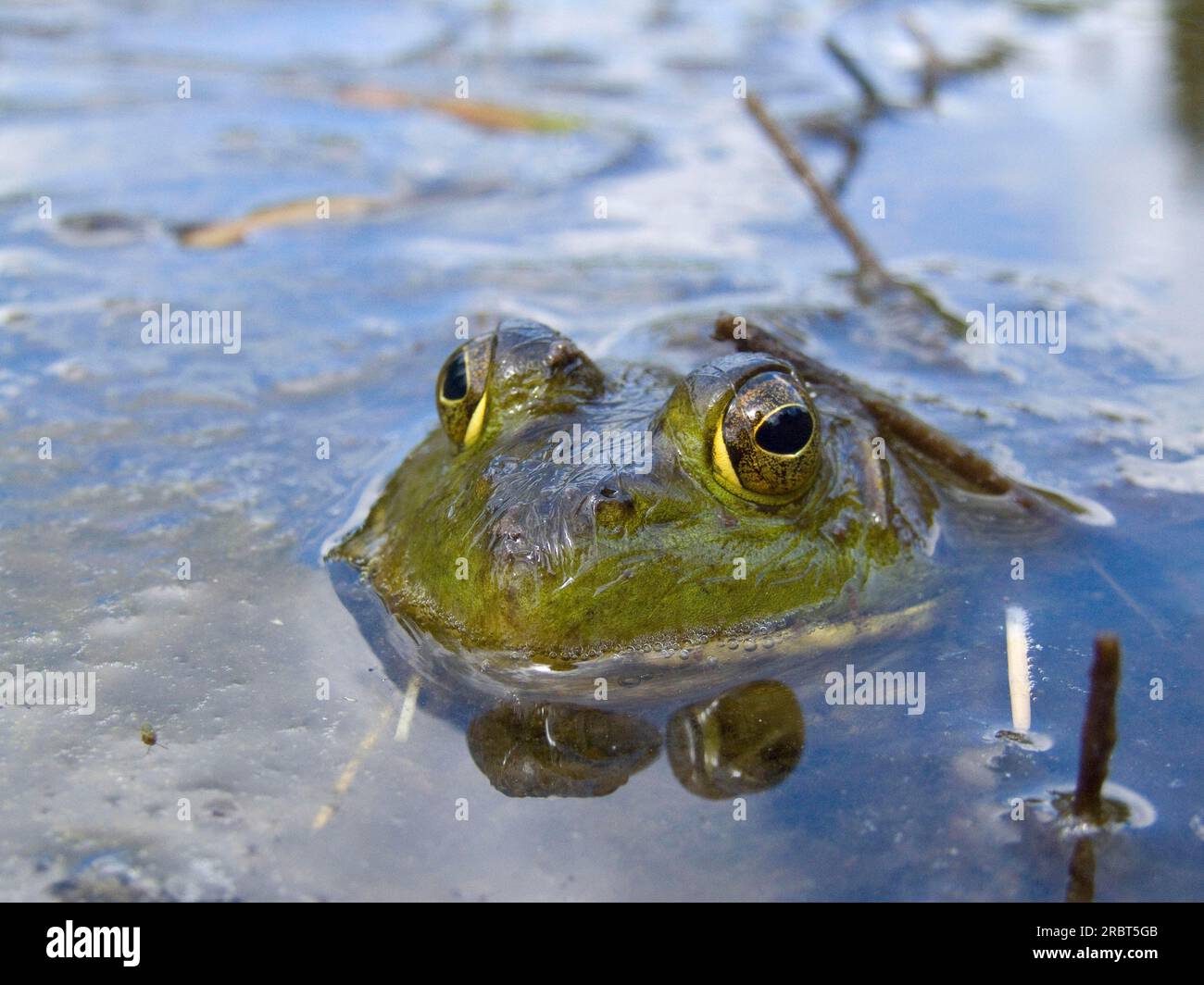 Bullfrog canada hi-res stock photography and images - Alamy