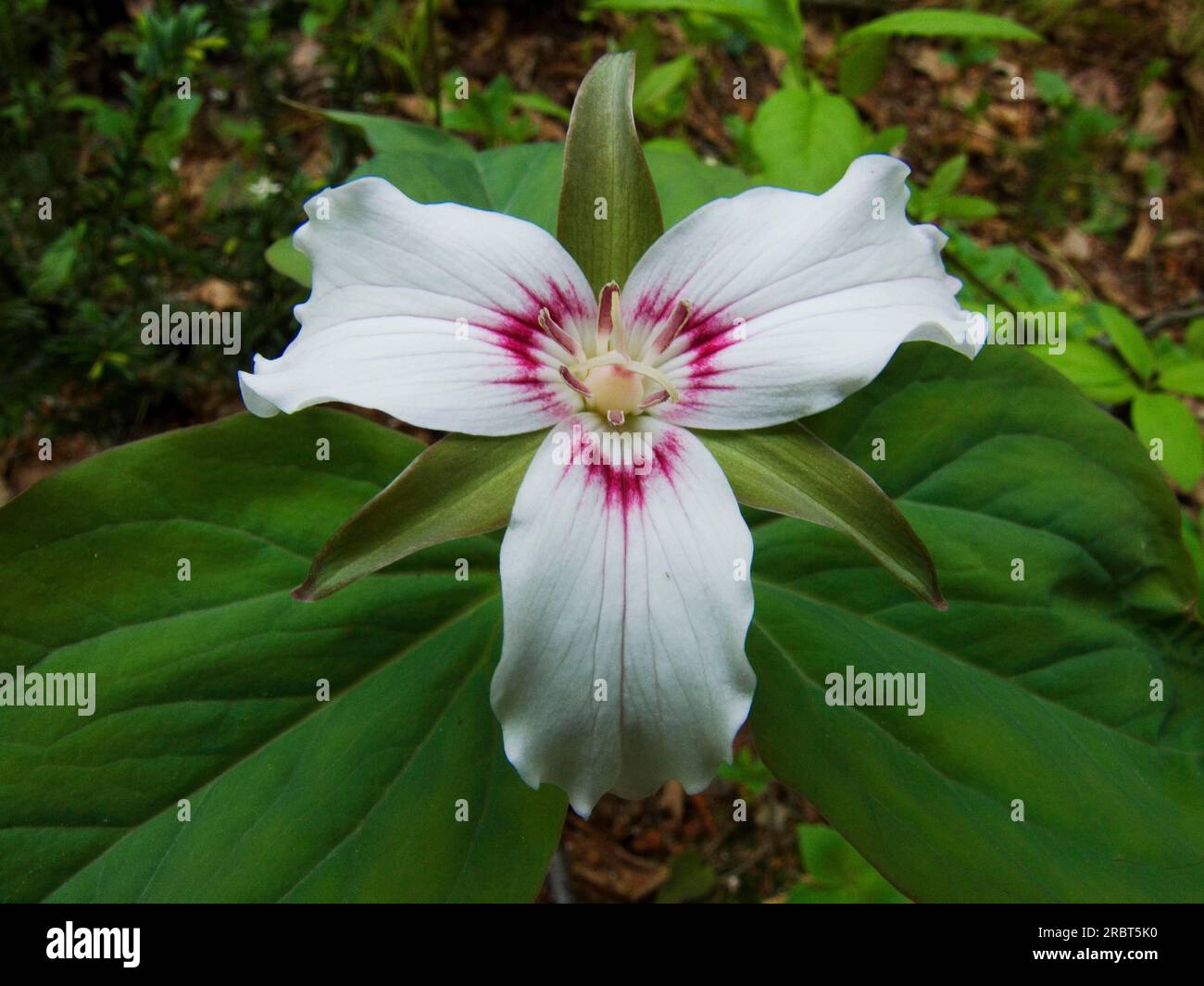 White Trillium (Trillium grandiflorum), La Mauricie National Park, Quebec, Large-flowered trefoil, Canada Stock Photo