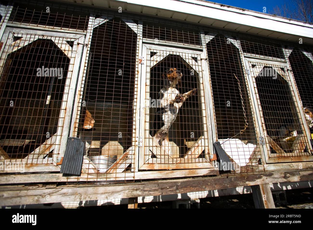 Beagles in the kennel, St. Pierre de Sorel, Quebec, Canada Stock Photo