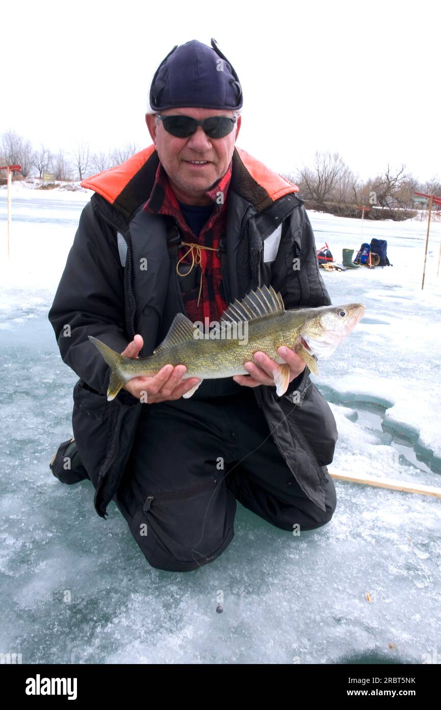 Angler with American Walleye, Boucherville Islands Park, Quebec (Stizostedion vitreum), American Walleye, Ice Fishing, Canada Stock Photo
