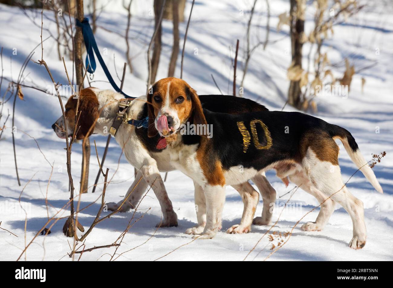 Beagles with number on fur, St. Pierre de Sorel, Quebec, Canada Stock Photo