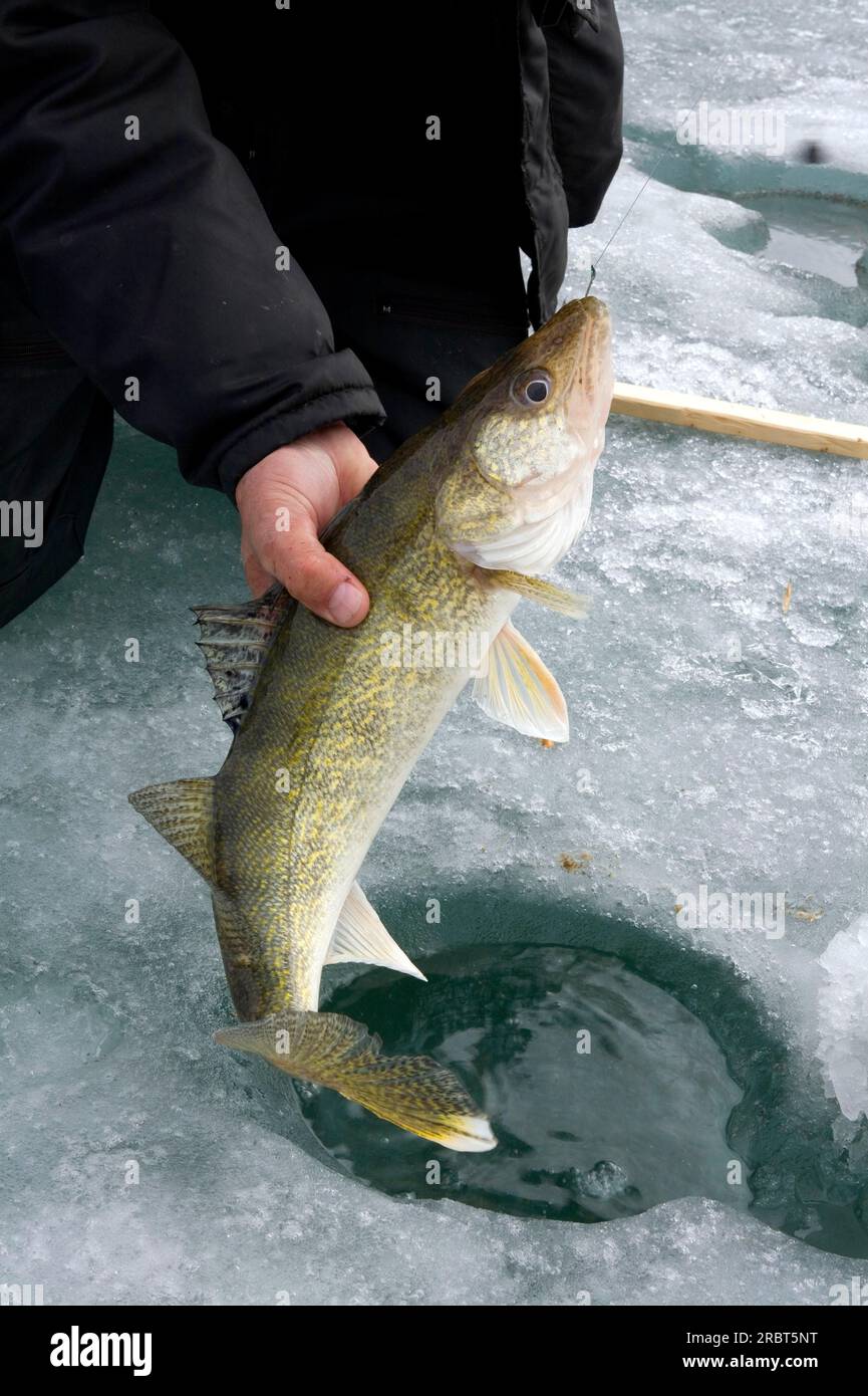 Angler caught American walleye, Boucherville Islands Park, Quebec (Stizostedion vitreum), fishing, ice fishing, Canada Stock Photo