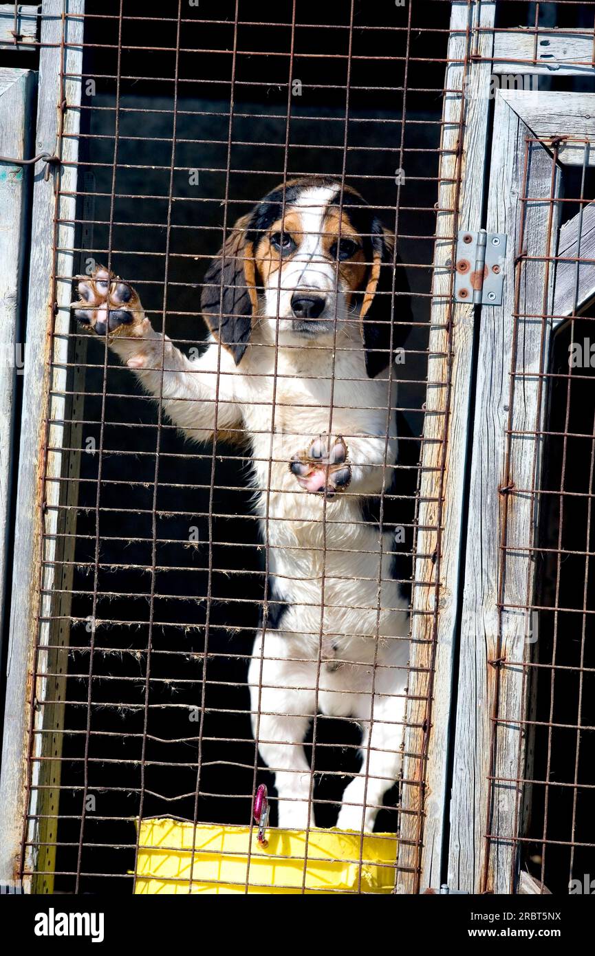 Beagle in kennel, St. Pierre de Sorel, Quebec, Canada Stock Photo - Alamy