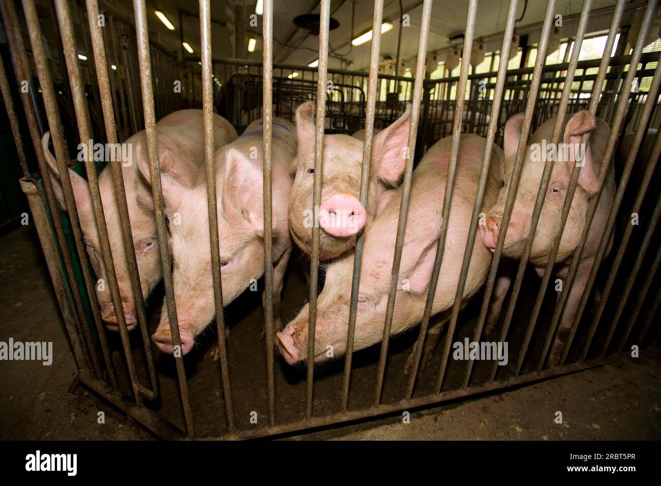 Domestic pigs, in the barn, Gaspor farm, St Canuc, Quebec, pig, pigs