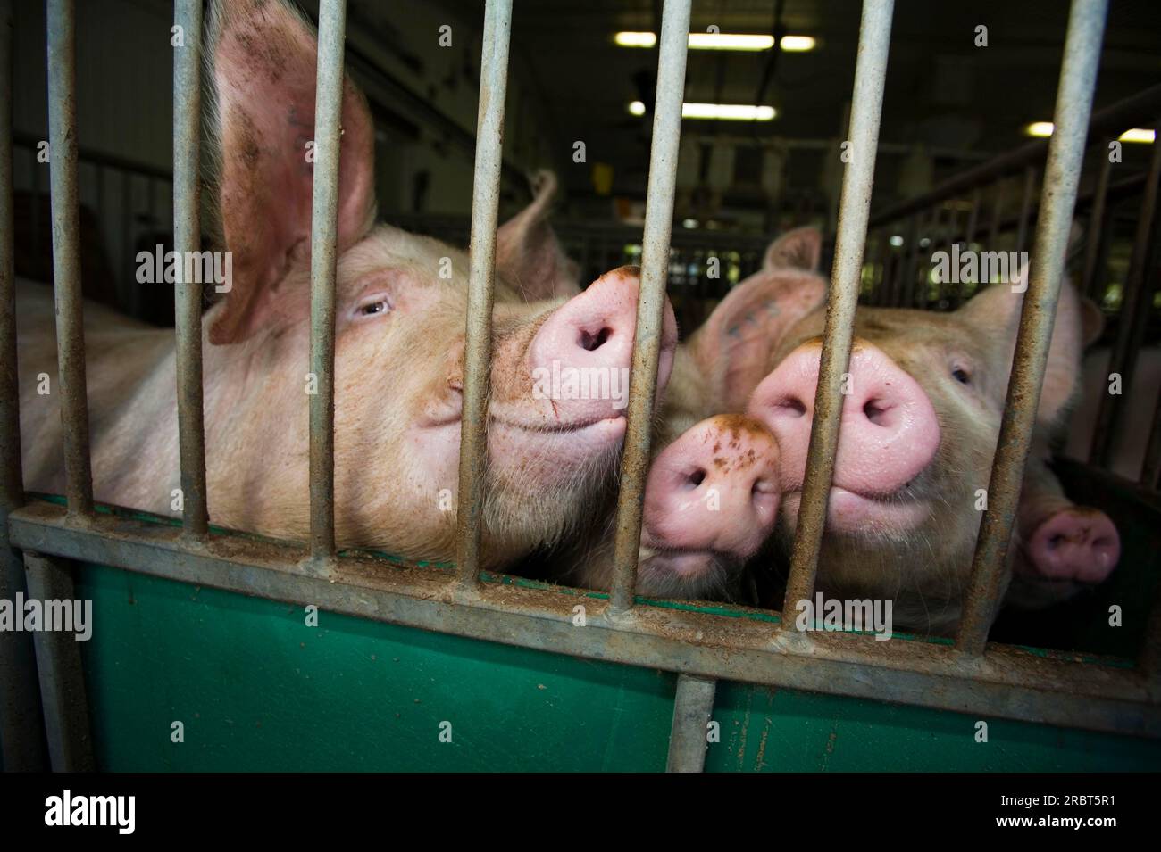 Domestic pigs, in the barn, Gaspor farm, St Canuc, Quebec, pig, pigs