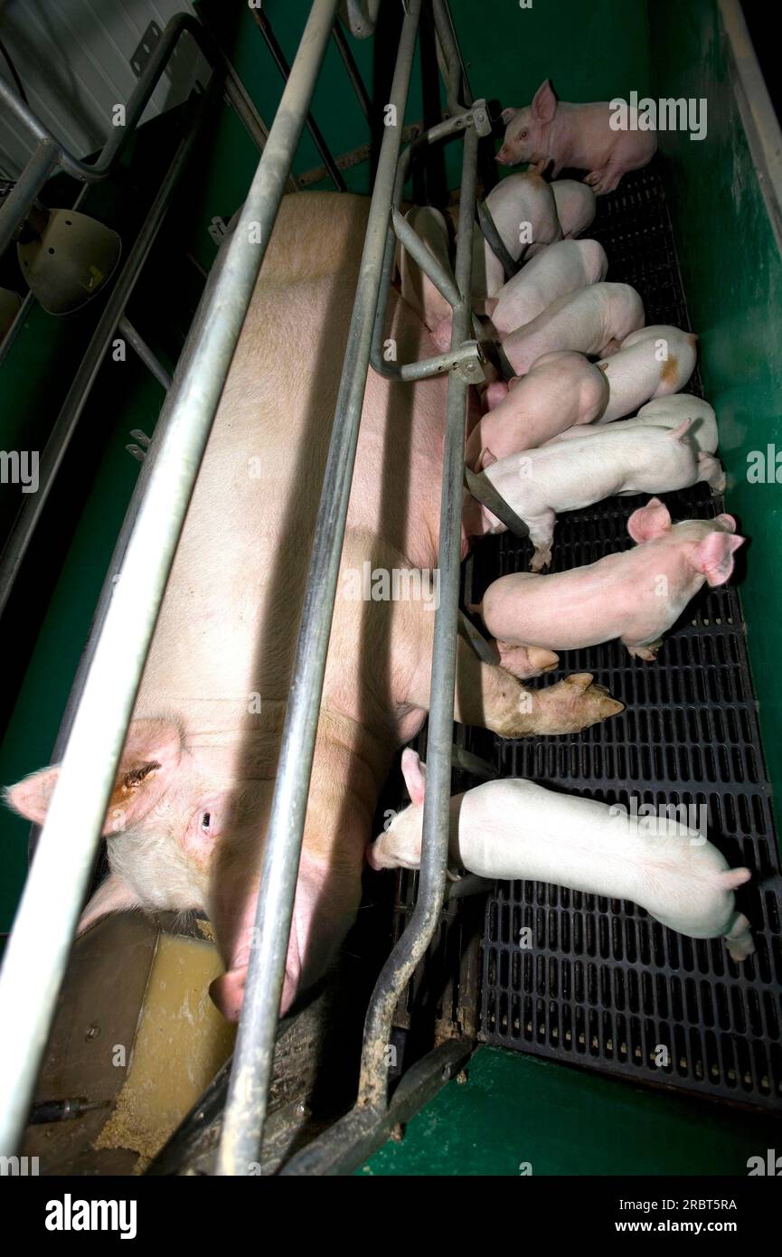 Domestic pigs, sow and piglets in barn, Gaspor farm, St Canuc, Quebec