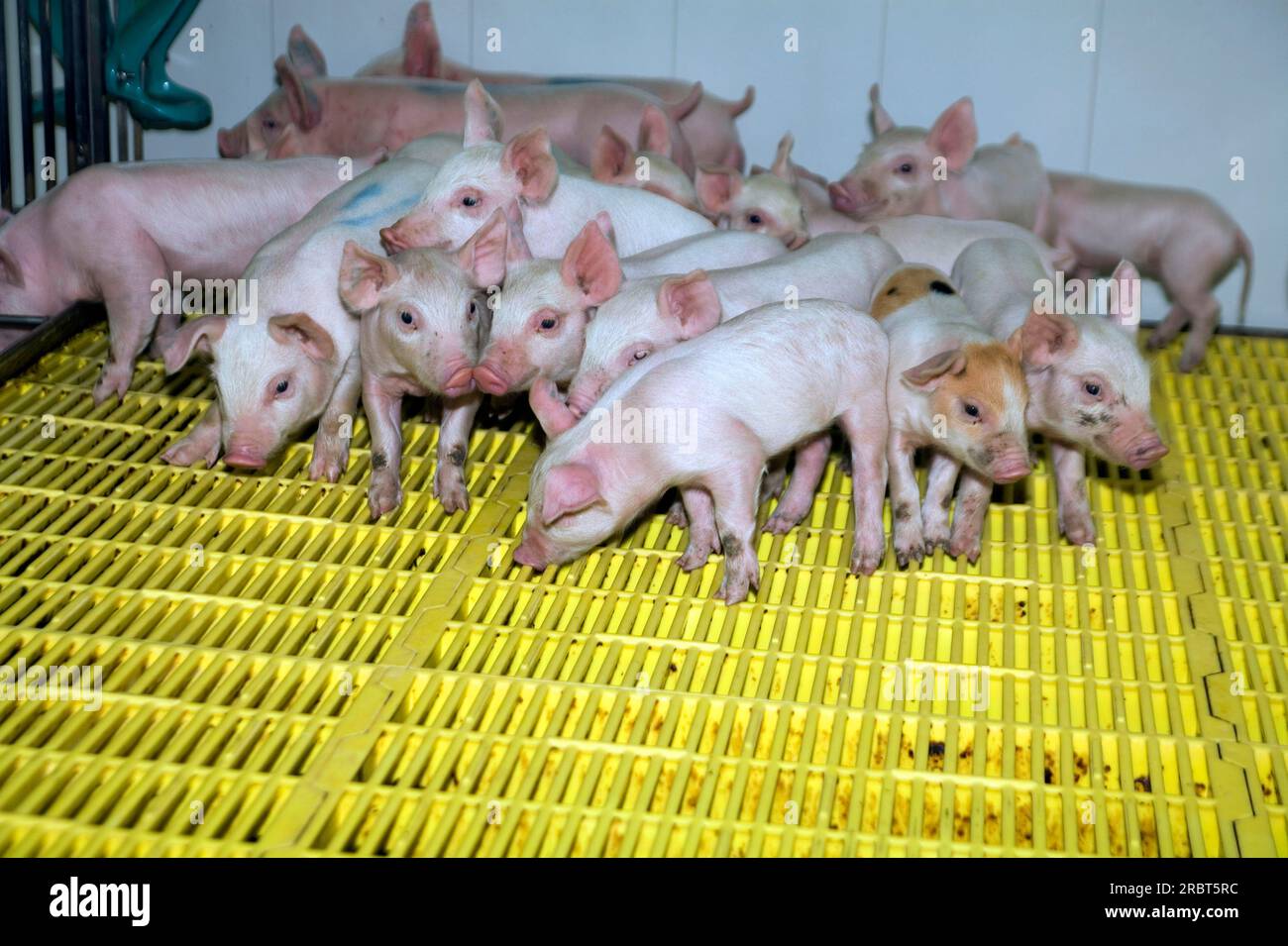 Domestic pigs, piglets in barn, Gaspor farm, St Canuc, Quebec, pig