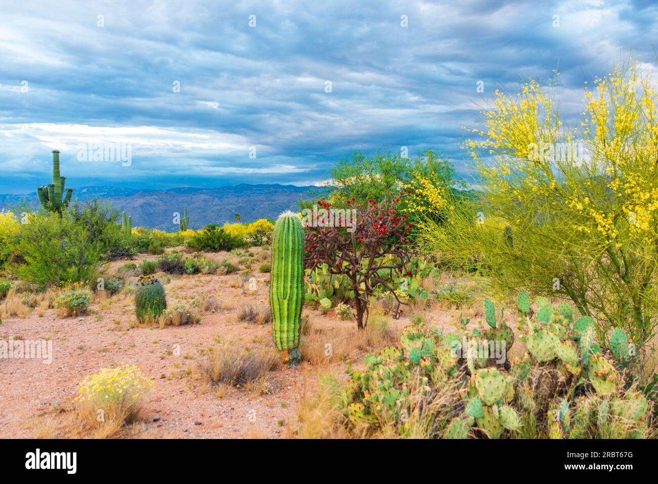 Spring in the Desert of Arizona(2 Stock Photo Alamy