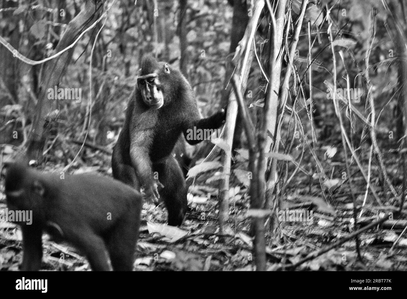 A crested macaque (Macaca nigra) stands bipedally while holding on a tree, as another individual is passing during foraging in Tangkoko Nature Reserve, North Sulawesi, Indonesia. Climate change and disease are emerging threats to primates, and approximately one-quarter of primates’ ranges have temperatures over historical ones, wrote a team of scientists led by Miriam Plaza Pinto (Universidade Federal do Rio Grande do Norte, Natal, RN, Brazil) in their scientific report published on Nature. Without climate change factor, Macaca nigra is still one of the 25 most endangered primates on earth. Stock Photo