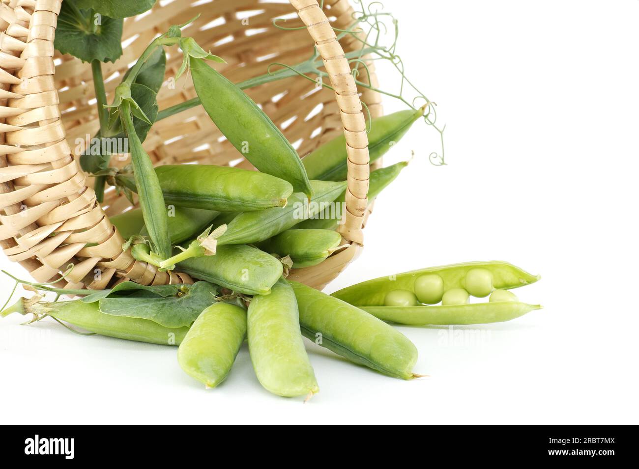 Fresh sweet peas pods spilling out from basket isolated on a white