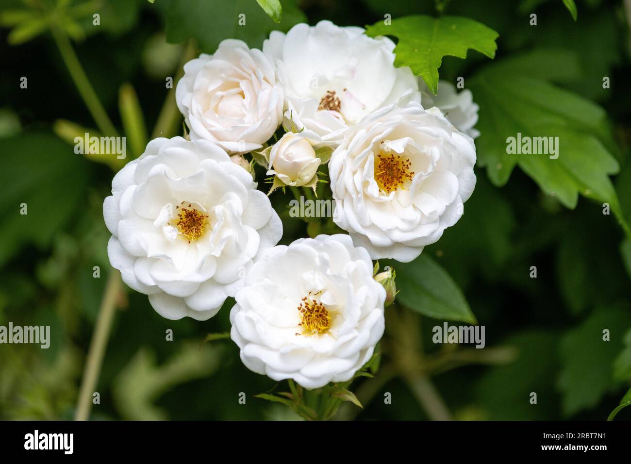 White Old Fashioned Rose Stock Photo