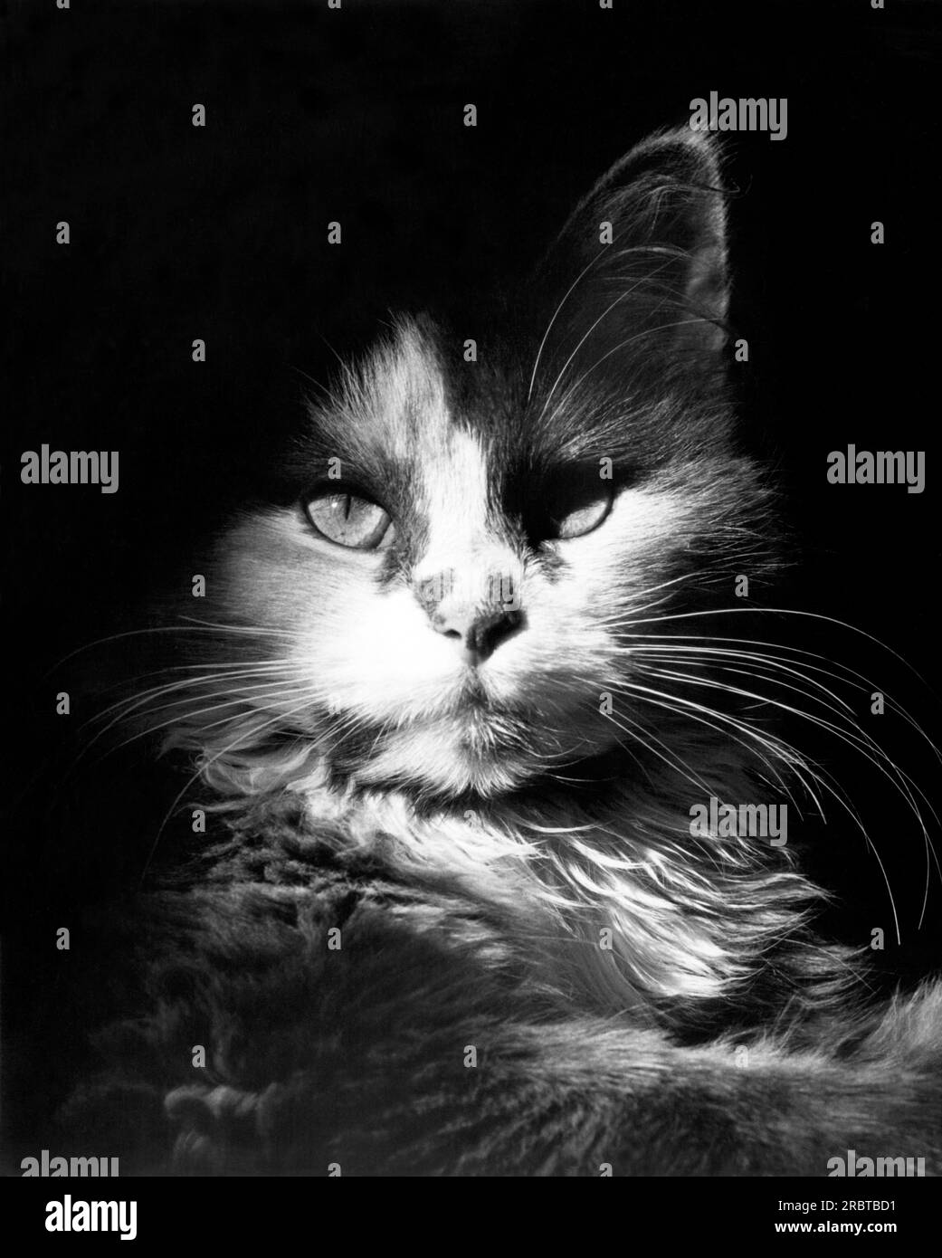 A head shot of a black & white cat looking at the camera Stock Photo ...