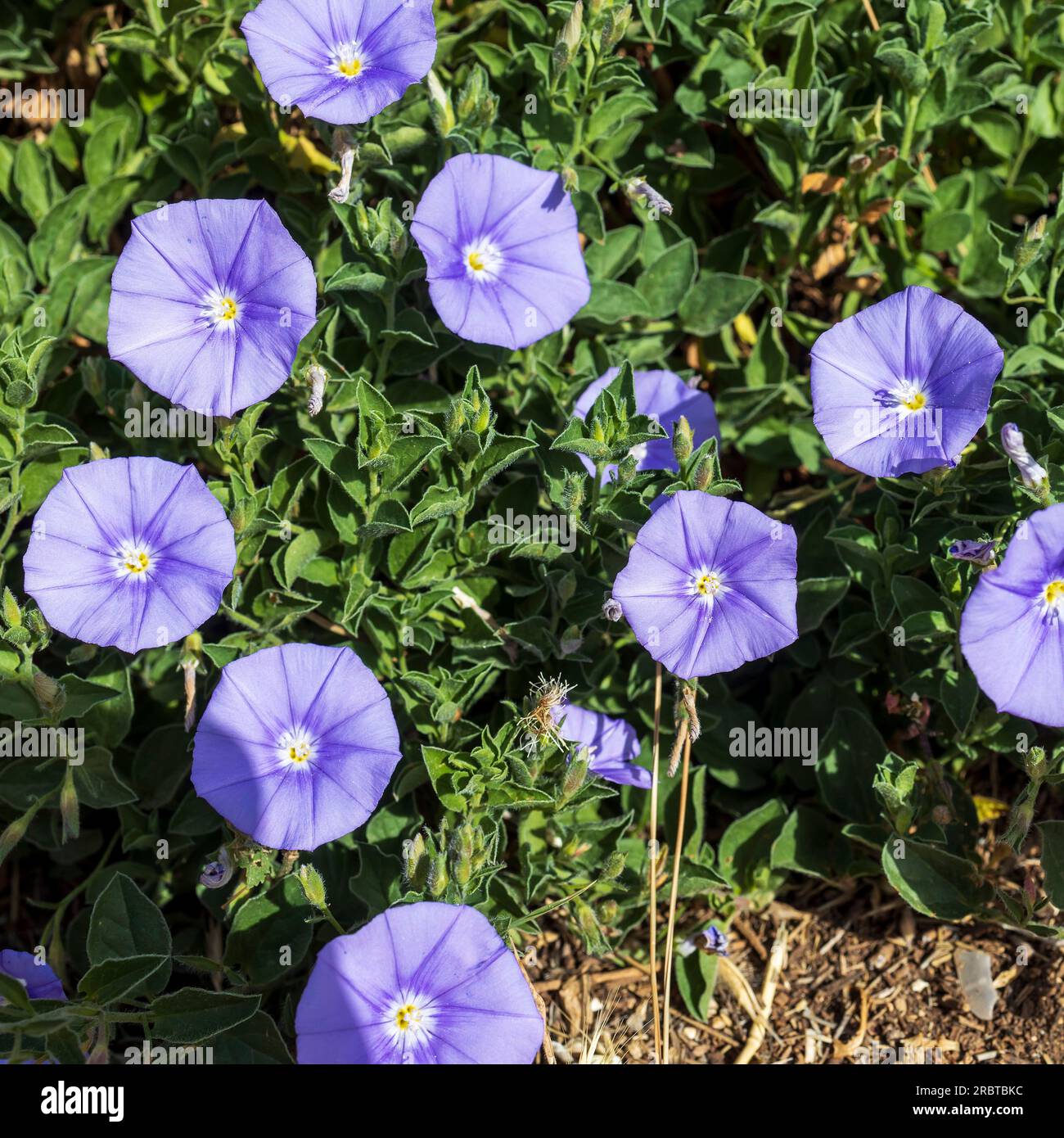 Convolvulus sabatius, the ground blue-convolvulus or blue rock bindweed, is a species of flowering plant in the family Convolvulaceae, native to Italy Stock Photo