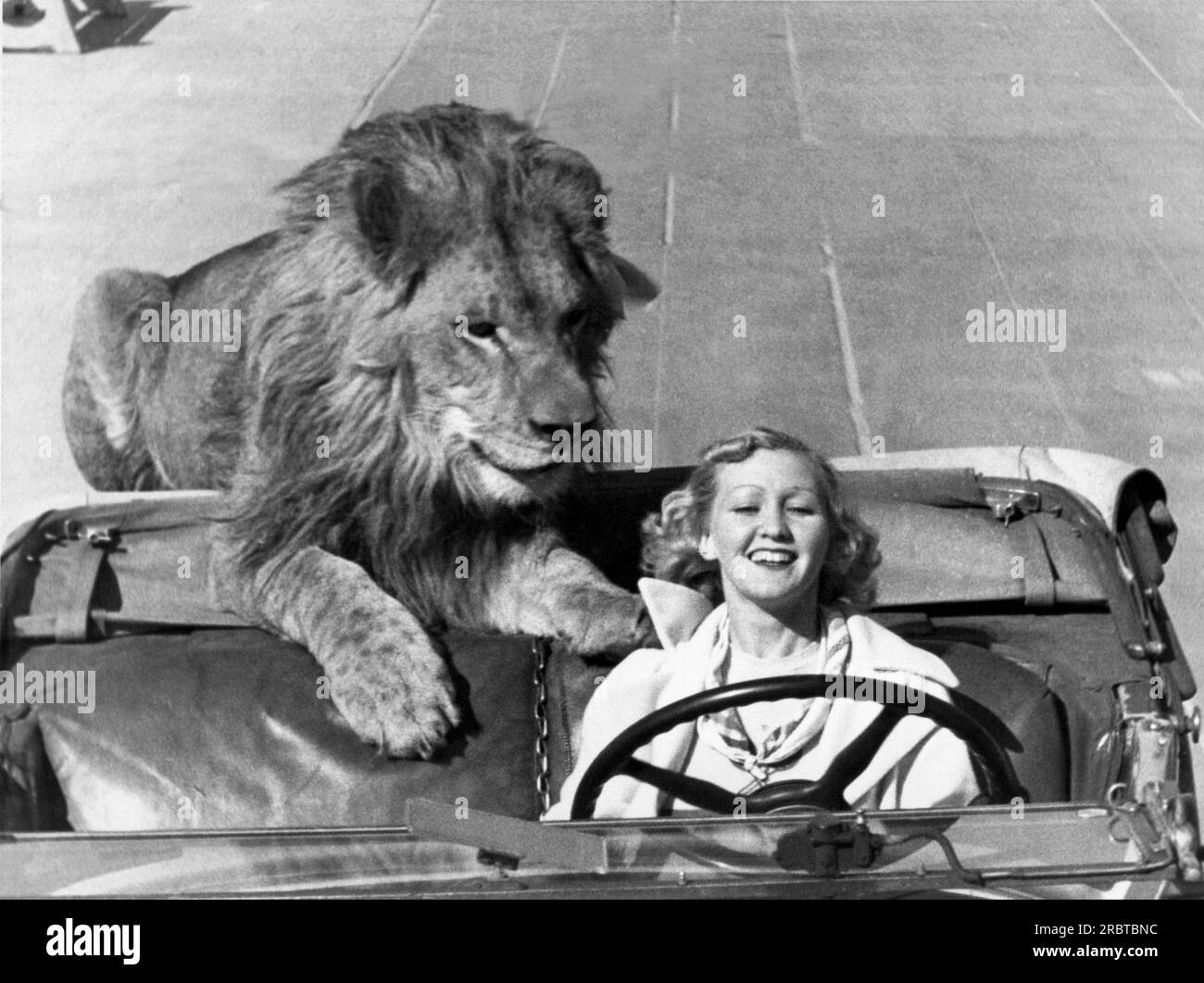 Venice, California:  c. 1938. Ruby Wood has a 300 pound lion that likes to take a a daily ride in her roadster. Stock Photo