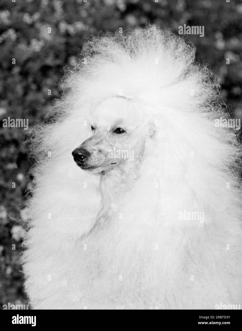 United States: c. 1960. A brushed and groomed standard poodle sits for a portrait. Stock Photo
