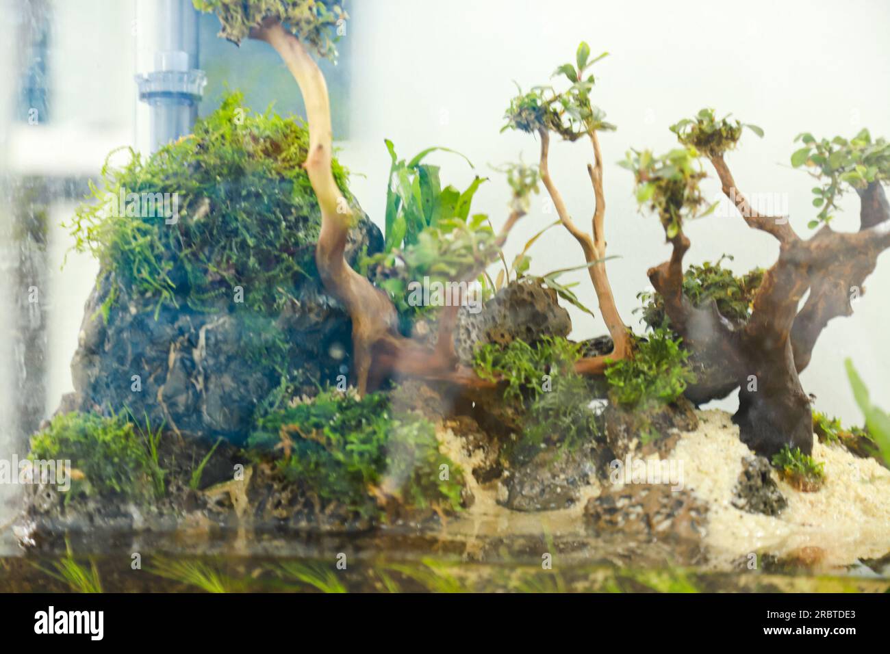 arranging aquascape plants such as moss on rasamala wood and lava rock ...