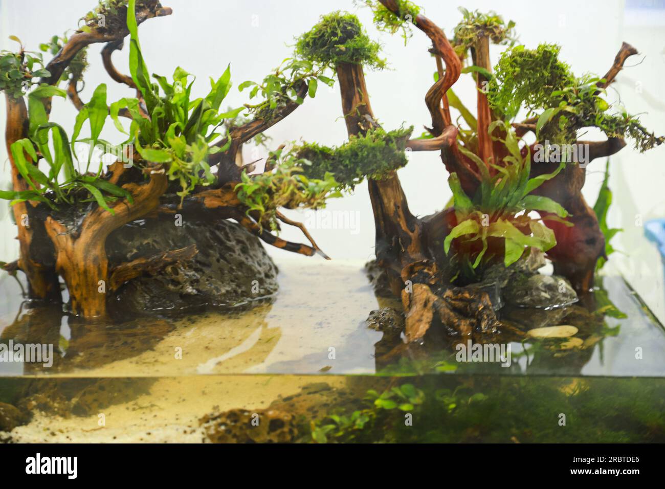 arranging aquascape plants such as moss on rasamala wood and lava rock ...