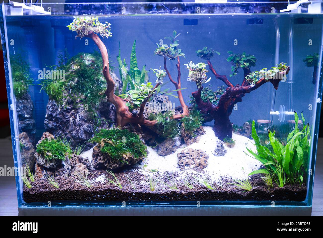 arranging aquascape plants such as moss on rasamala wood and lava rock ...