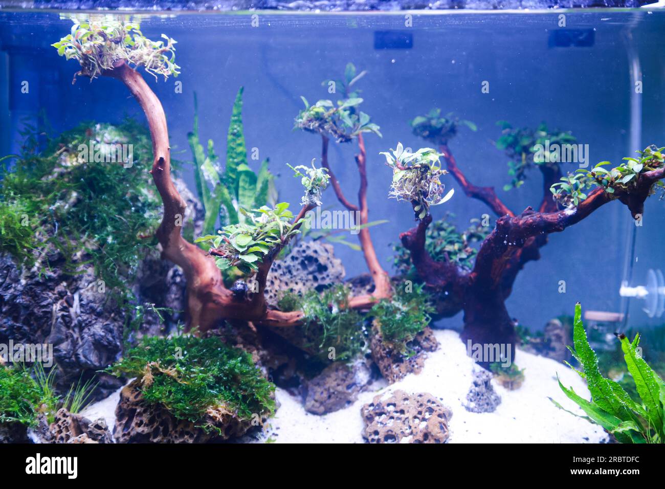 arranging aquascape plants such as moss on rasamala wood and lava rock ...