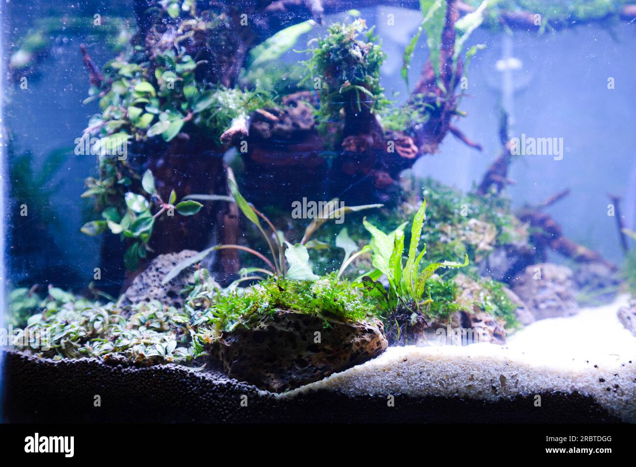 arranging aquascape plants such as moss on rasamala wood and lava rock ...