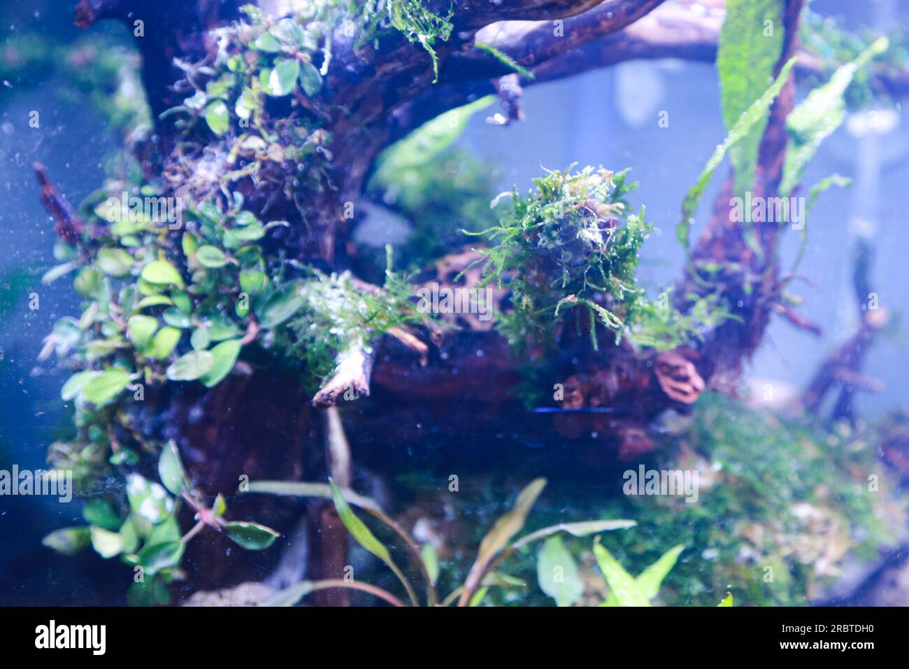 arranging aquascape plants such as moss on rasamala wood and lava rock ...