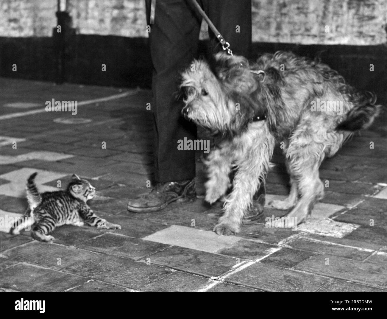 Philadelphia, Pennsylvania, c 1945 A tiny kitten shows a dog who is