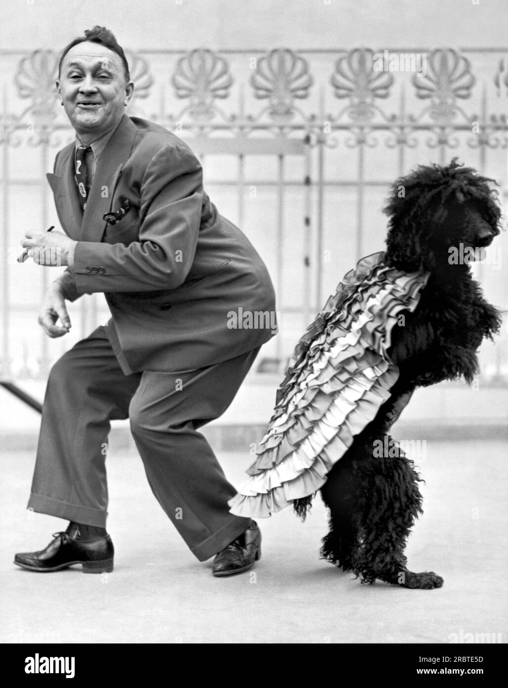 Hollywood, California: 1944. A Samba stepping black poodle by the name of 'Countess' is entertaining folks at the Music Box Theatre on Hollywood Blvd. Stock Photo