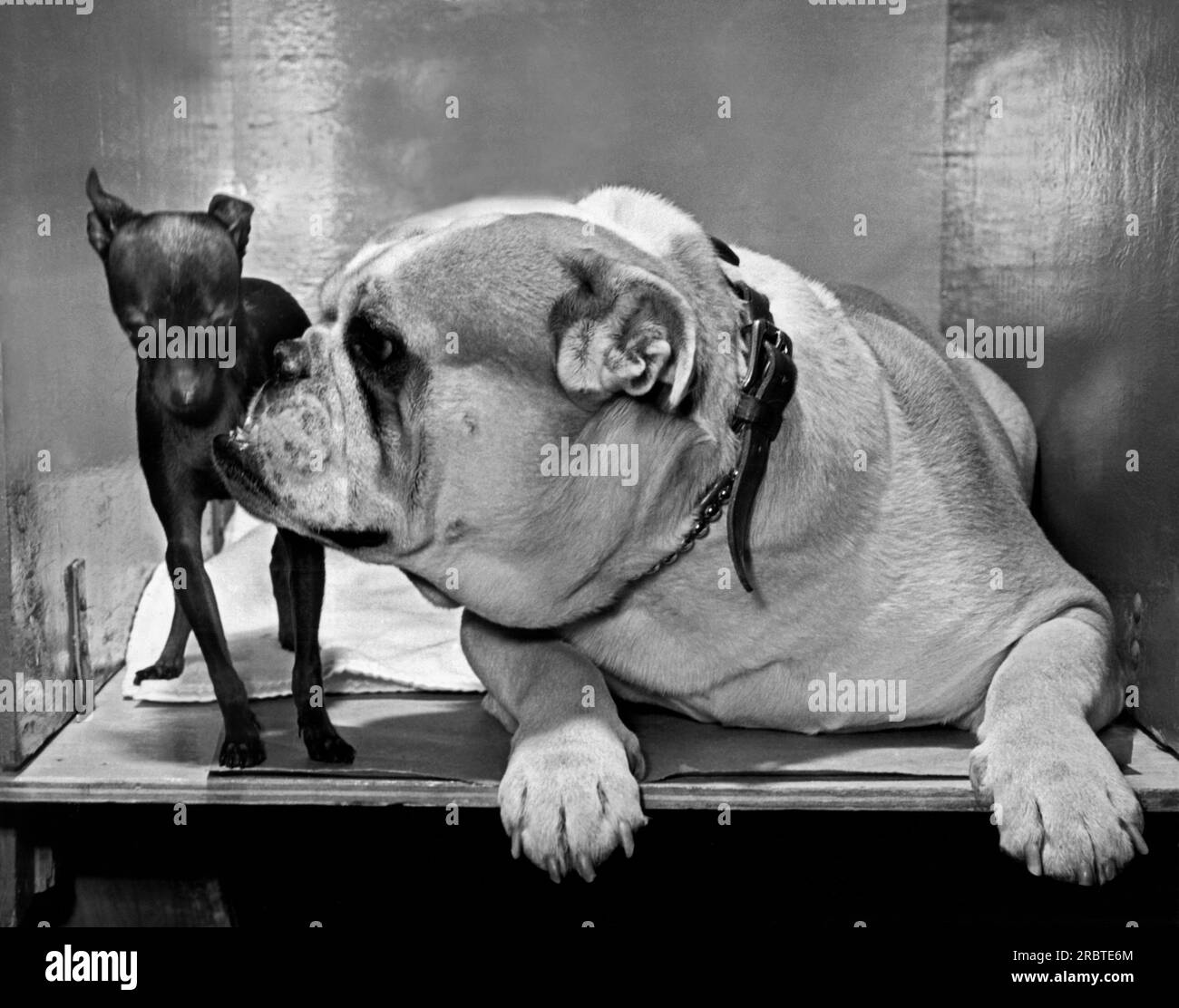 St. Louis, MIssouri:  1947. 'Lady Whiz's Butch', the English Bulldog, wants all of center stage, while shy but standing his ground is 'Black NIght', a toy Manchester Terrier puppy. Stock Photo