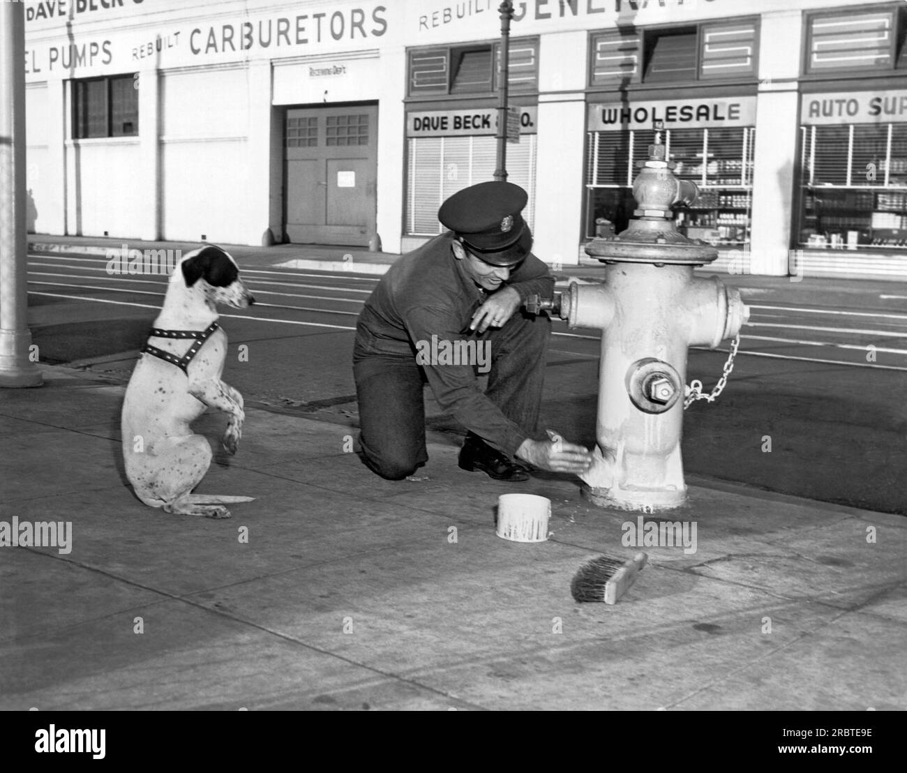 Los Angeles 1952 A begging dog hopes for a speedy finish to the paint