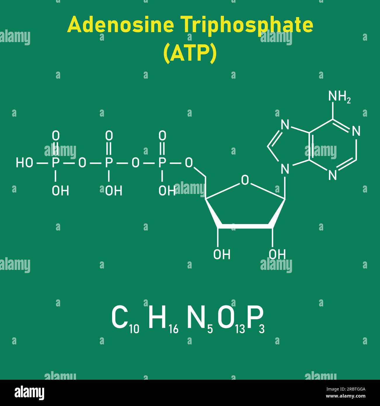 Chemical Structure Of Adenosine Triphosphate ATP C10H16N5O13P3 Chemical Structure Of Adenosine Triphosphate ATP C10H16N5O13P3