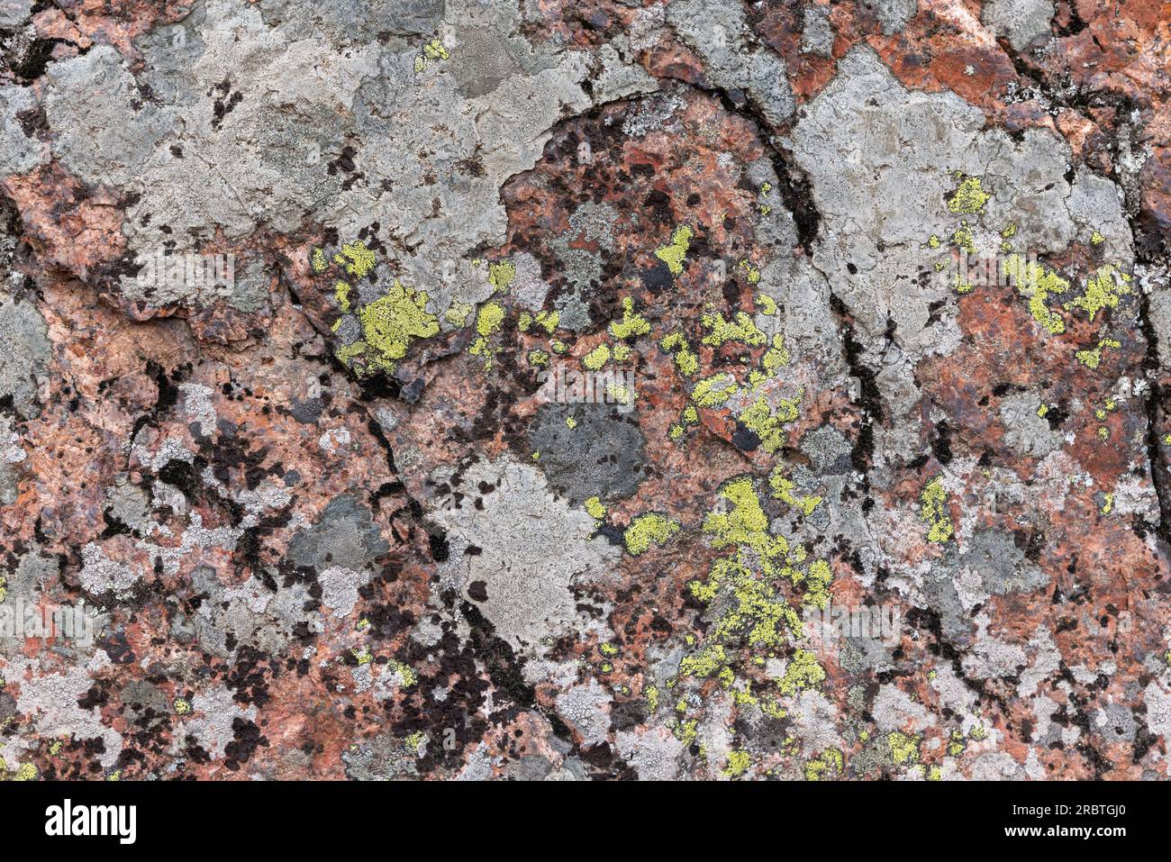 Gray and green lichen grows on red granite stone, natural background texture Stock Photo
