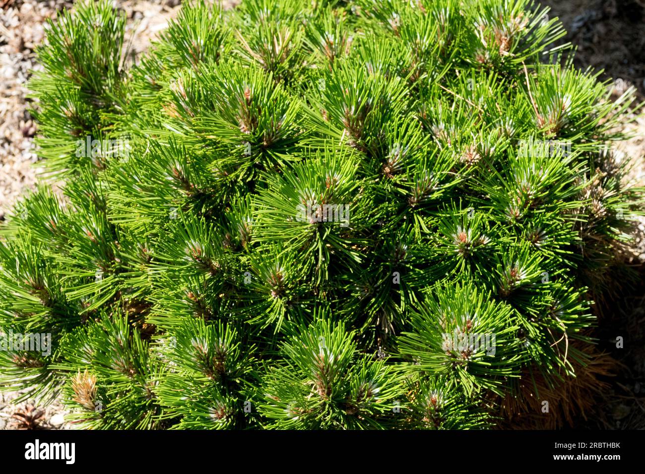 Bosnian Pine, Pinus heldreichii 'Smidtii', Evergreen, Conifer, Tree Pinus heldreichii 'Smidtii' Stock Photo