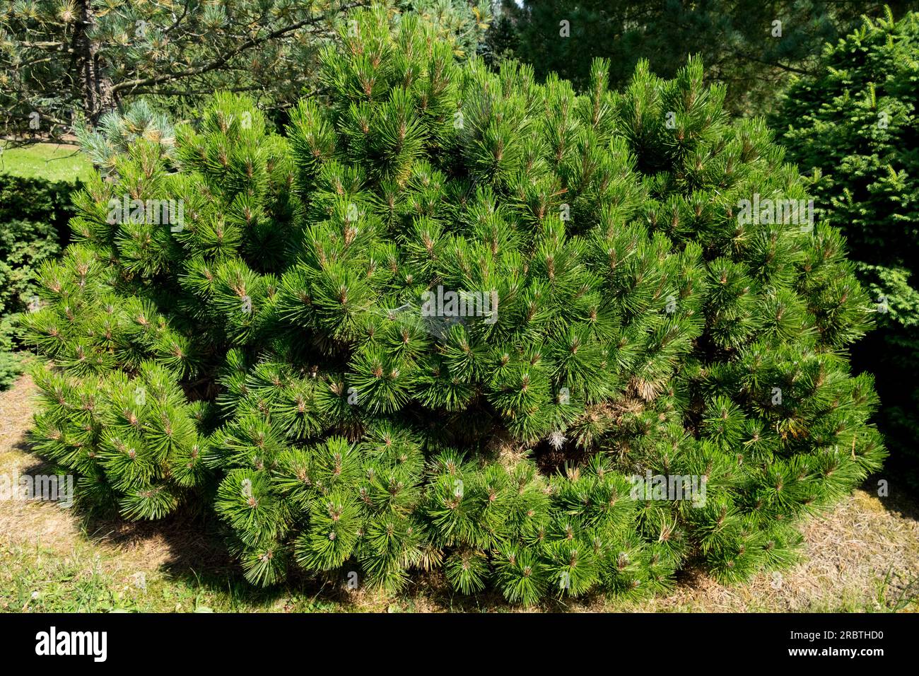 Bosnian Pine, Pinus leucodermis 'Smidtii' Stock Photo