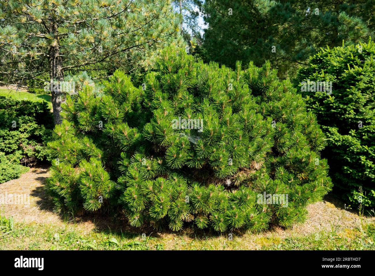 Compact, Pine, Pinus heldreichii 'Smidtii', Bosnian Pine, Evergreen, Garden Stock Photo